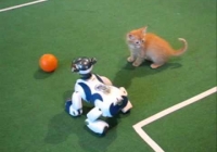 AILAB - Robot köpeklerle yavru kedi futbol oynuyor